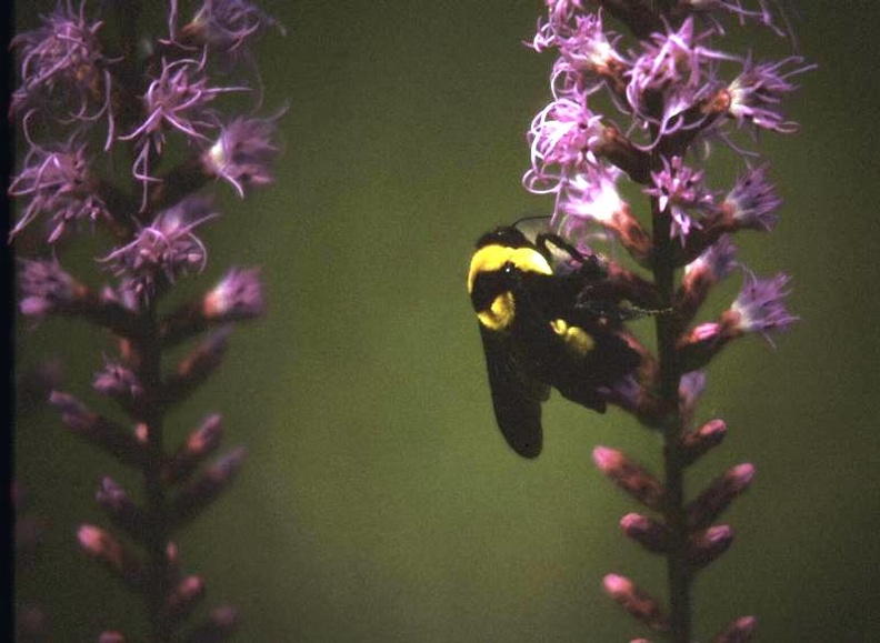 Spiked Gayfeather and Bumble Bee